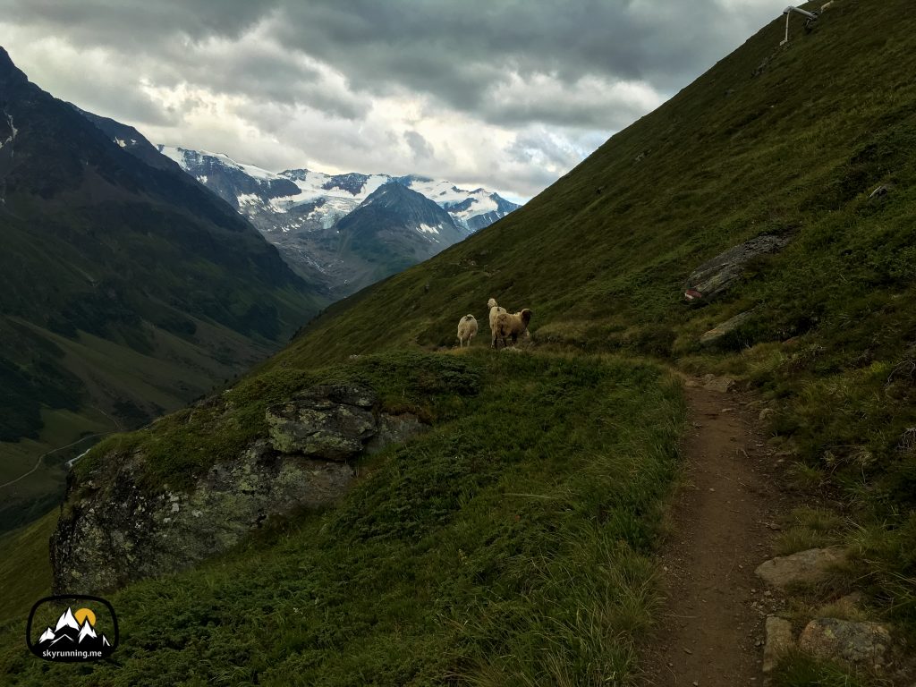 Schafe belagern den Fuldaer Höhenweg